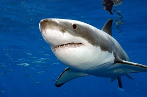 Requin blanc