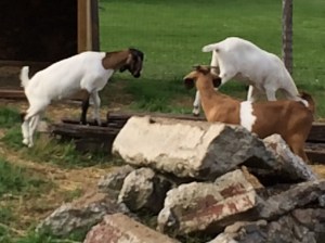 la-chevre-gourmande1