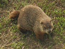 marmotte